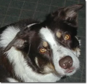 tre is one of 4 border collies
